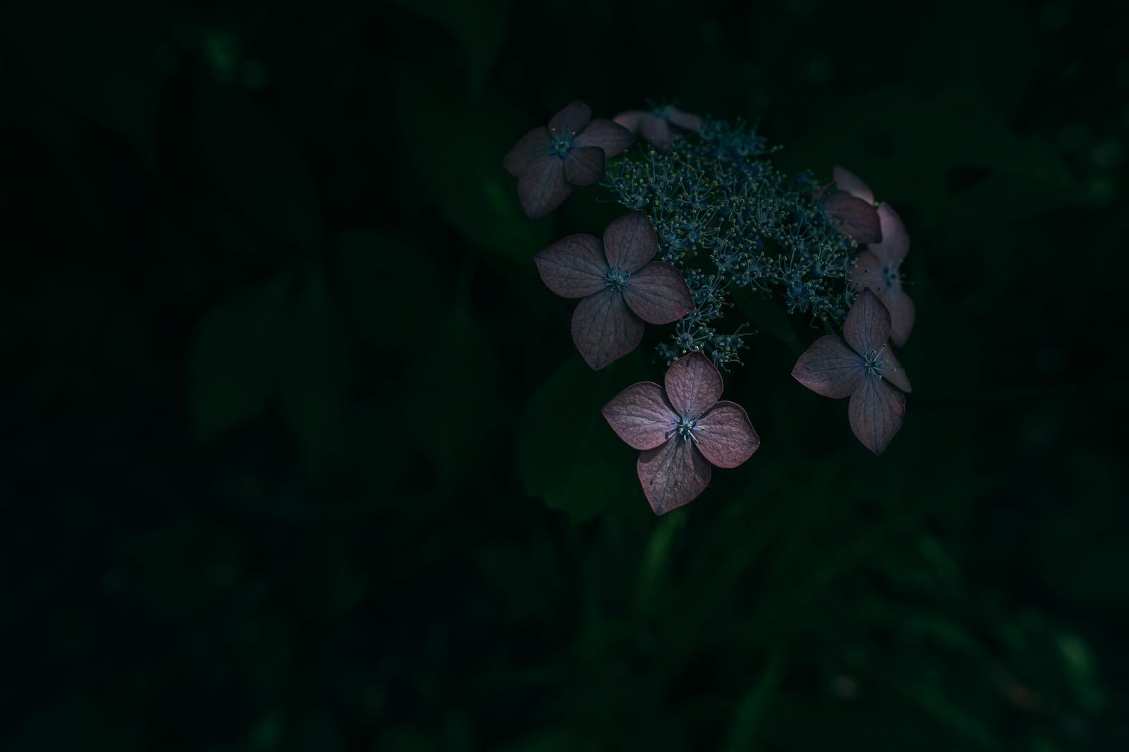 「暗闇に浮かぶ青紫のアジサイ」の写真