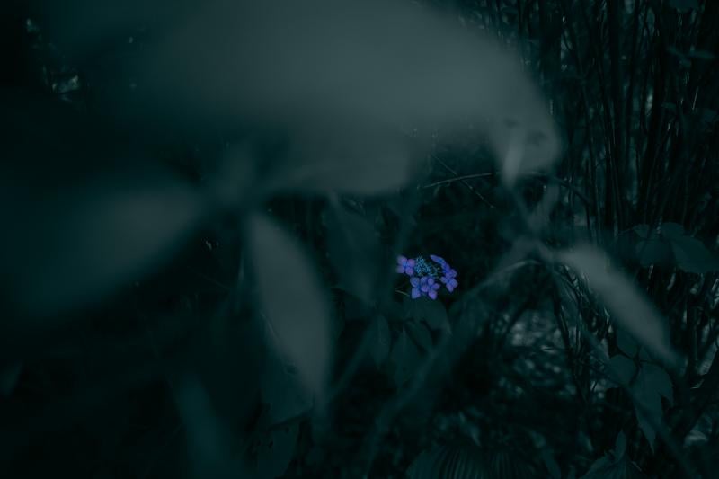 草陰にひっそりと咲く青い紫陽花の写真