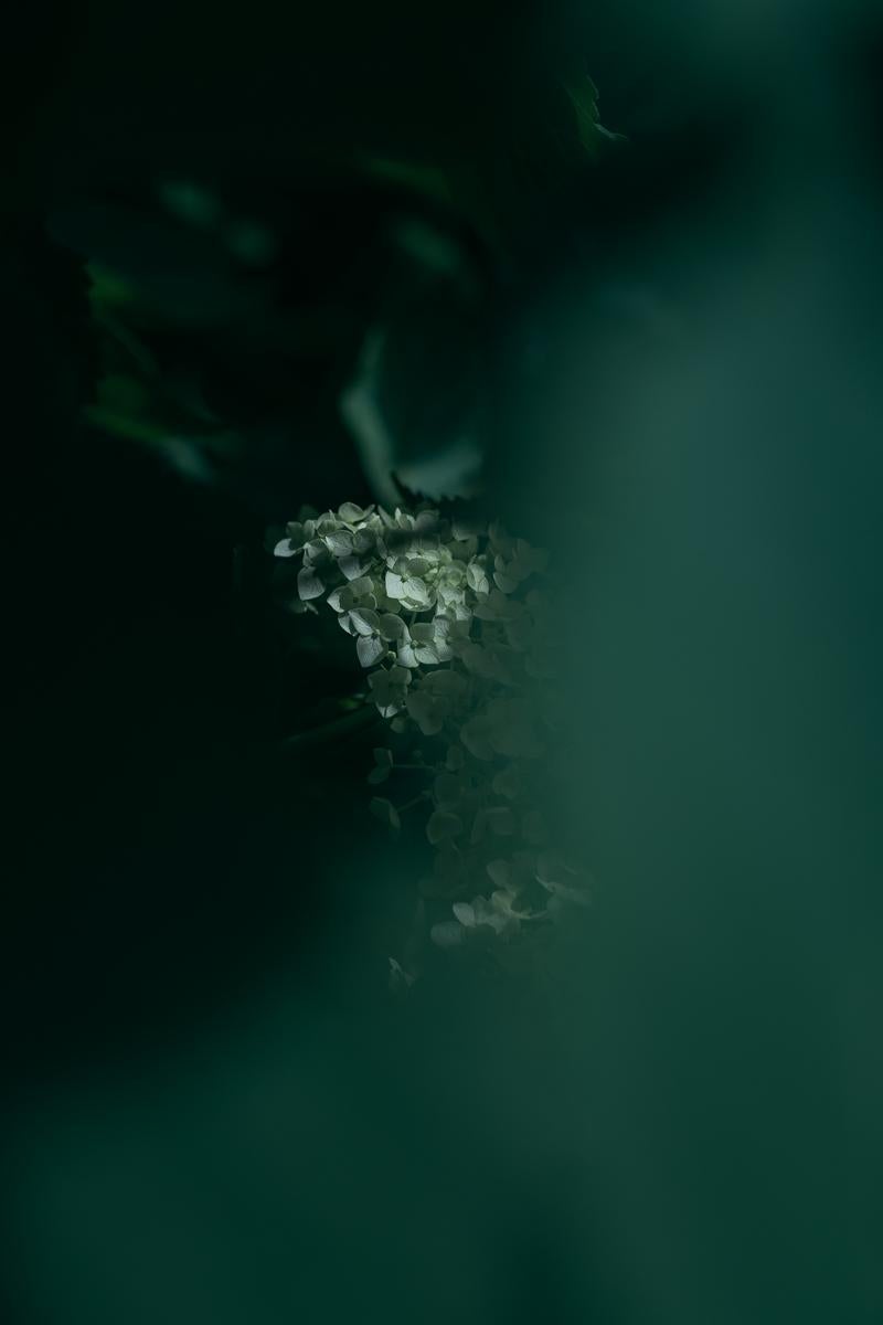 「暗闇に映える紫陽花」の写真