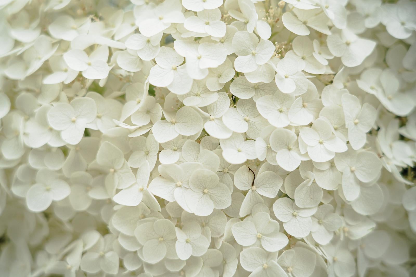 「純白の装飾花が密集するアジサイ」の写真