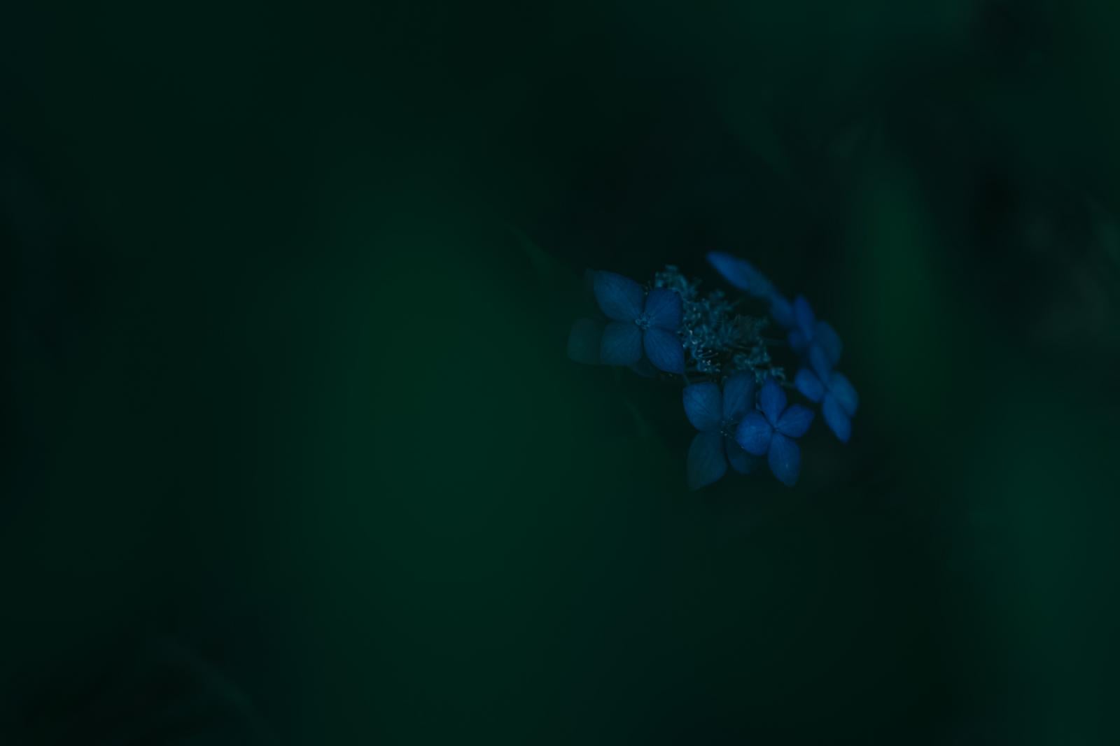 「背景が溶けるような暗闇に咲く青い紫陽花」の写真