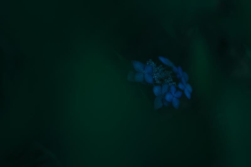 背景が溶けるような暗闇に咲く青い紫陽花の写真