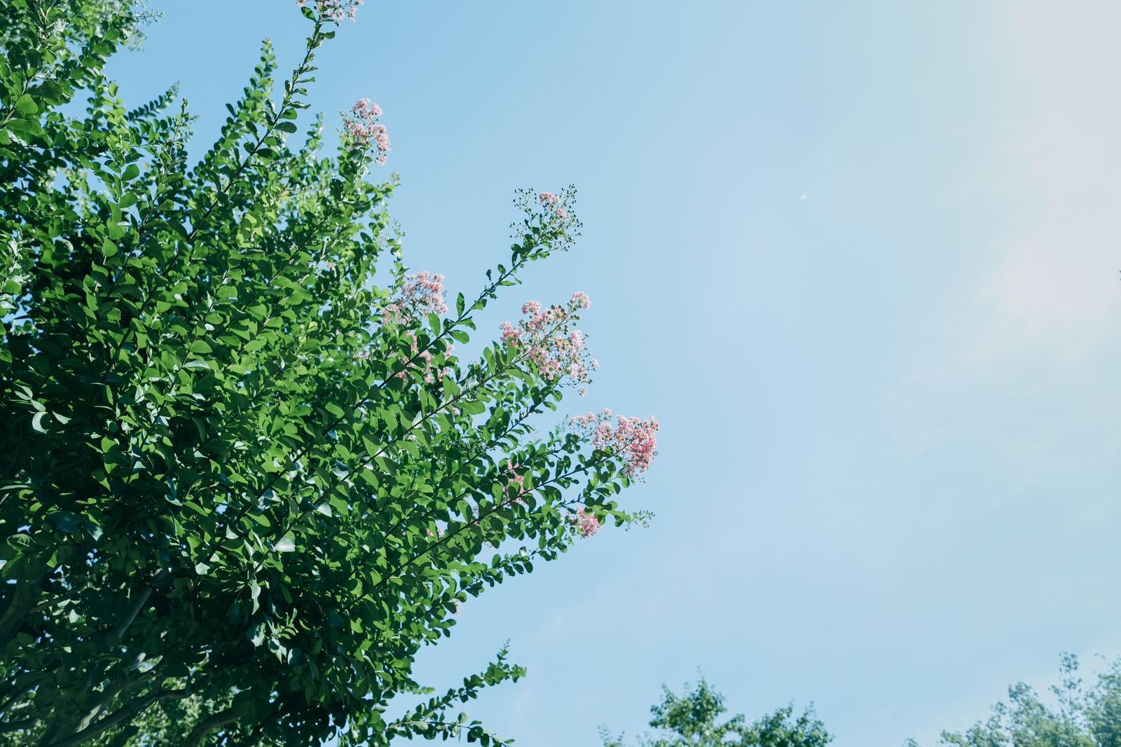 「日差しを受けた新緑とサルスベリの木の花」の写真