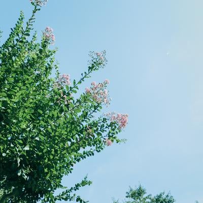 日差しを受けた新緑とサルスベリの木の花の写真