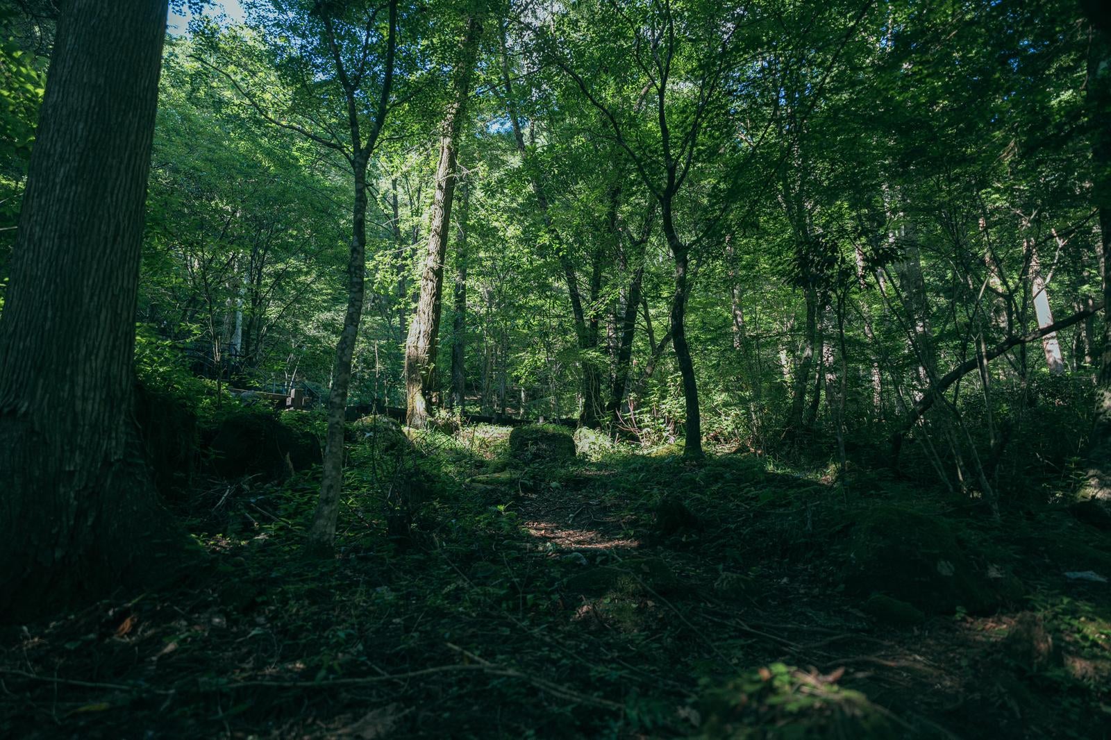 「緑豊かな森と木漏れ日の山道」の写真