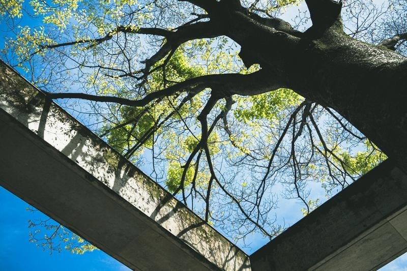 コンクリートの梁に囲まれた美しい木の写真