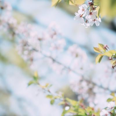 葉桜と光の美しさの写真