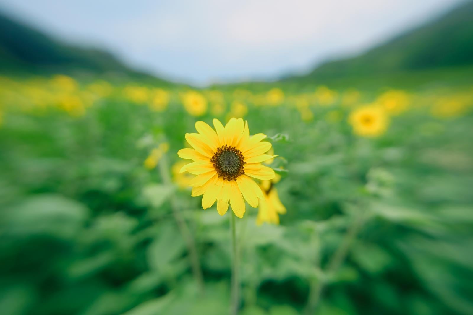 「夏の約束 ヒマワリ畑の物語」の写真