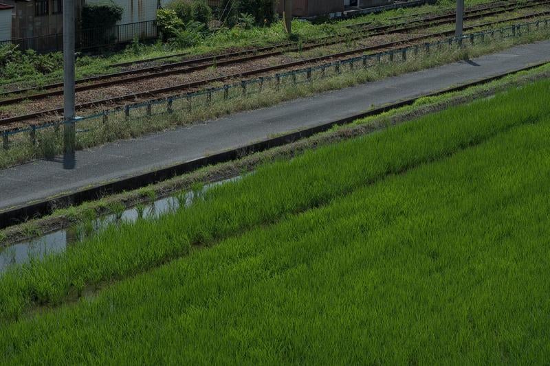 水田と鉄道線路が並ぶ静かな田園風景の写真