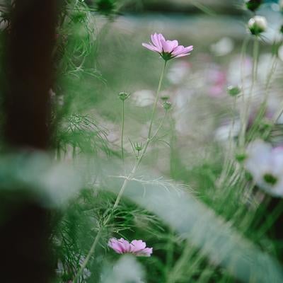 野草地に咲くピンクのコスモスの写真