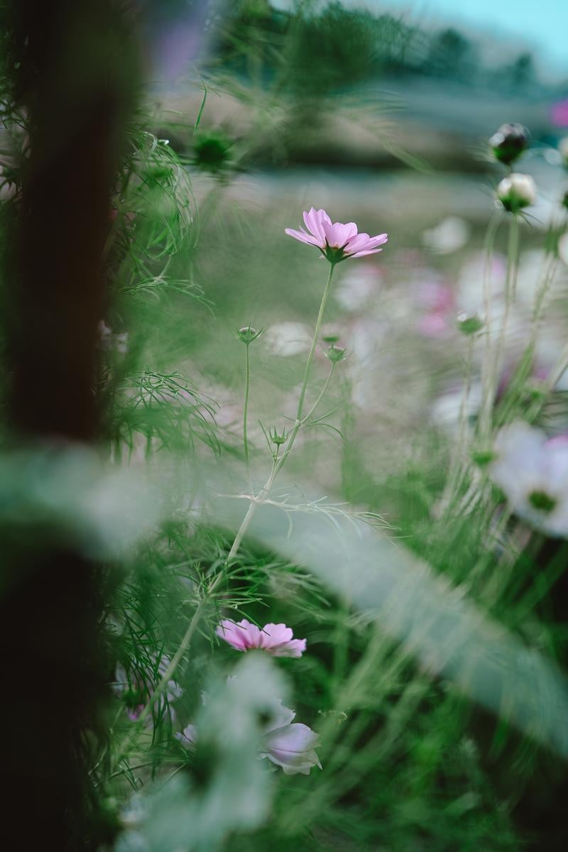 野の草地に咲くピンク色のコスモスをマクロ撮影した一枚。中央の花がピントを結んでいる