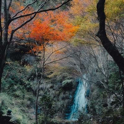 秋の彩りと五宝滝の流れが織りなす静寂の写真