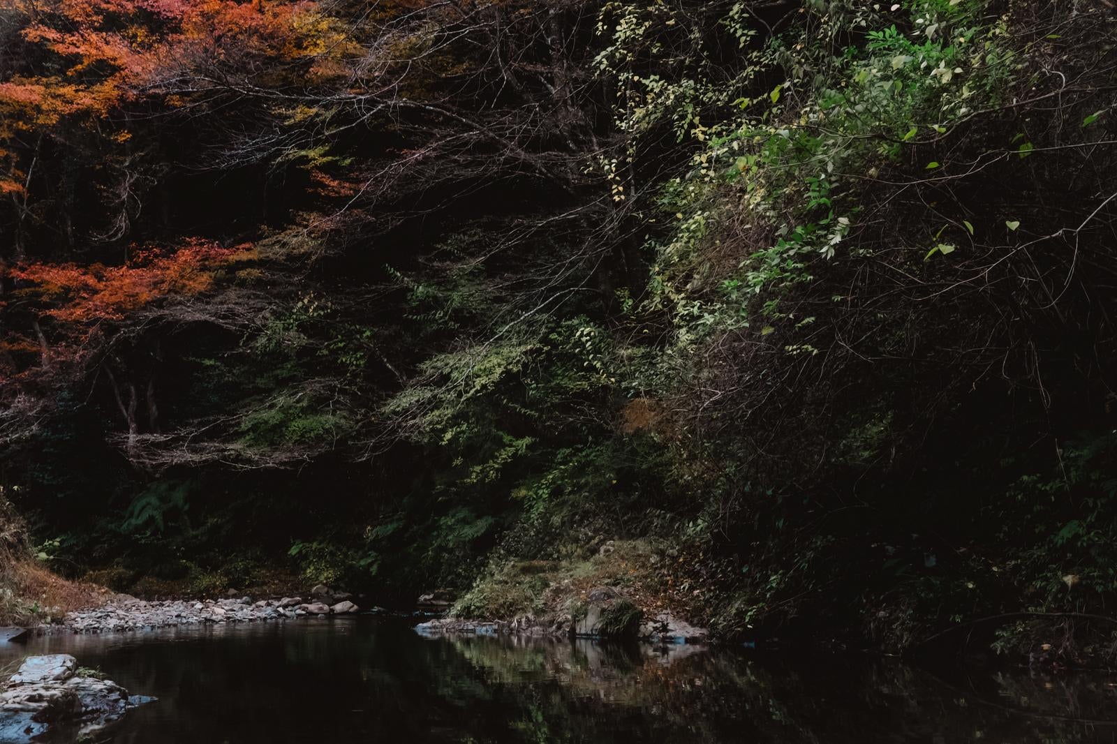 「紅葉と深緑が共演する秋の川辺」の写真