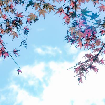 青空に映える紅葉のモミジが描く秋の彩りの写真