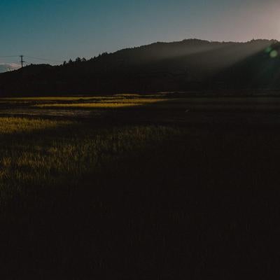 光と影が織りなす早朝の田園風景の写真
