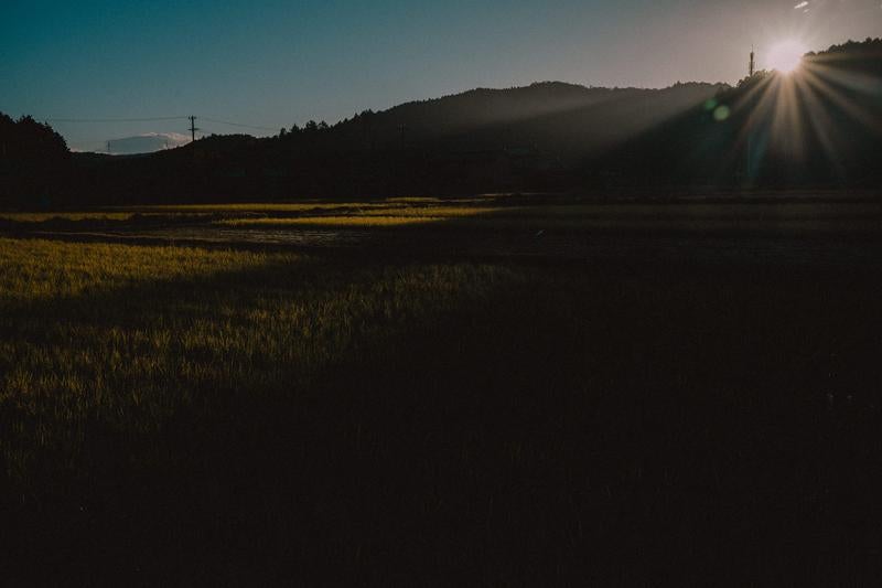 光と影が織りなす早朝の田園風景の写真