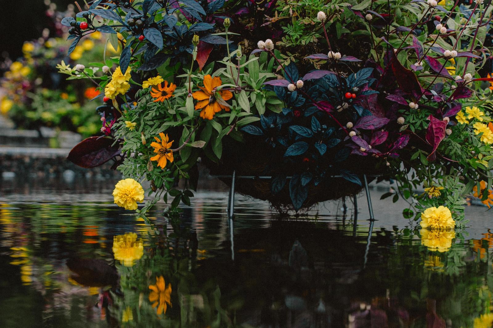 「水面に映る秋の花々が織りなす庭園風景」の写真