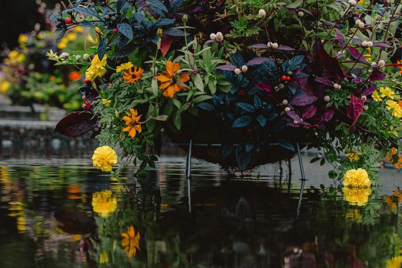 水面に映る秋の花々が織りなす庭園風景の写真