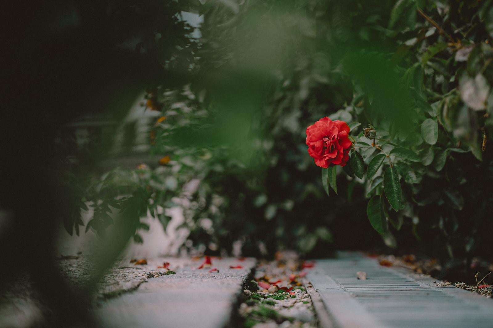 「落ちた花びらが彩る小径と赤い薔薇」の写真