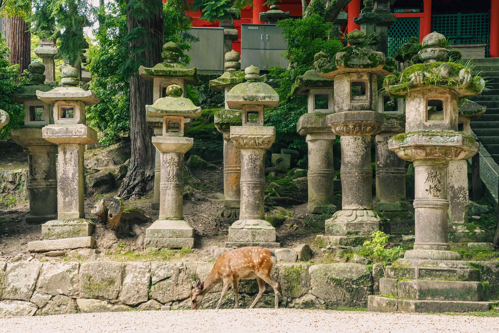 「奈良県春日大社灯籠と鹿」の写真