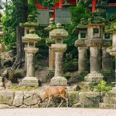 奈良県春日大社灯籠と鹿の写真