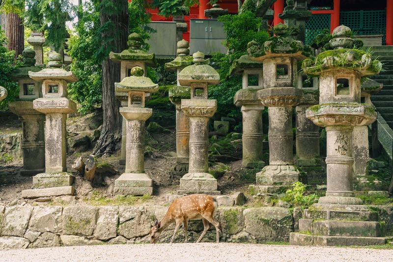 奈良県春日大社灯籠と鹿の写真