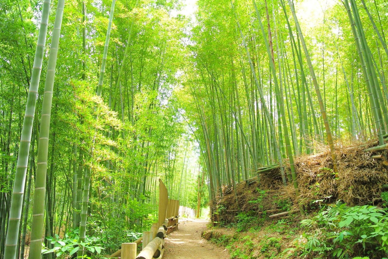 「竹林」の写真