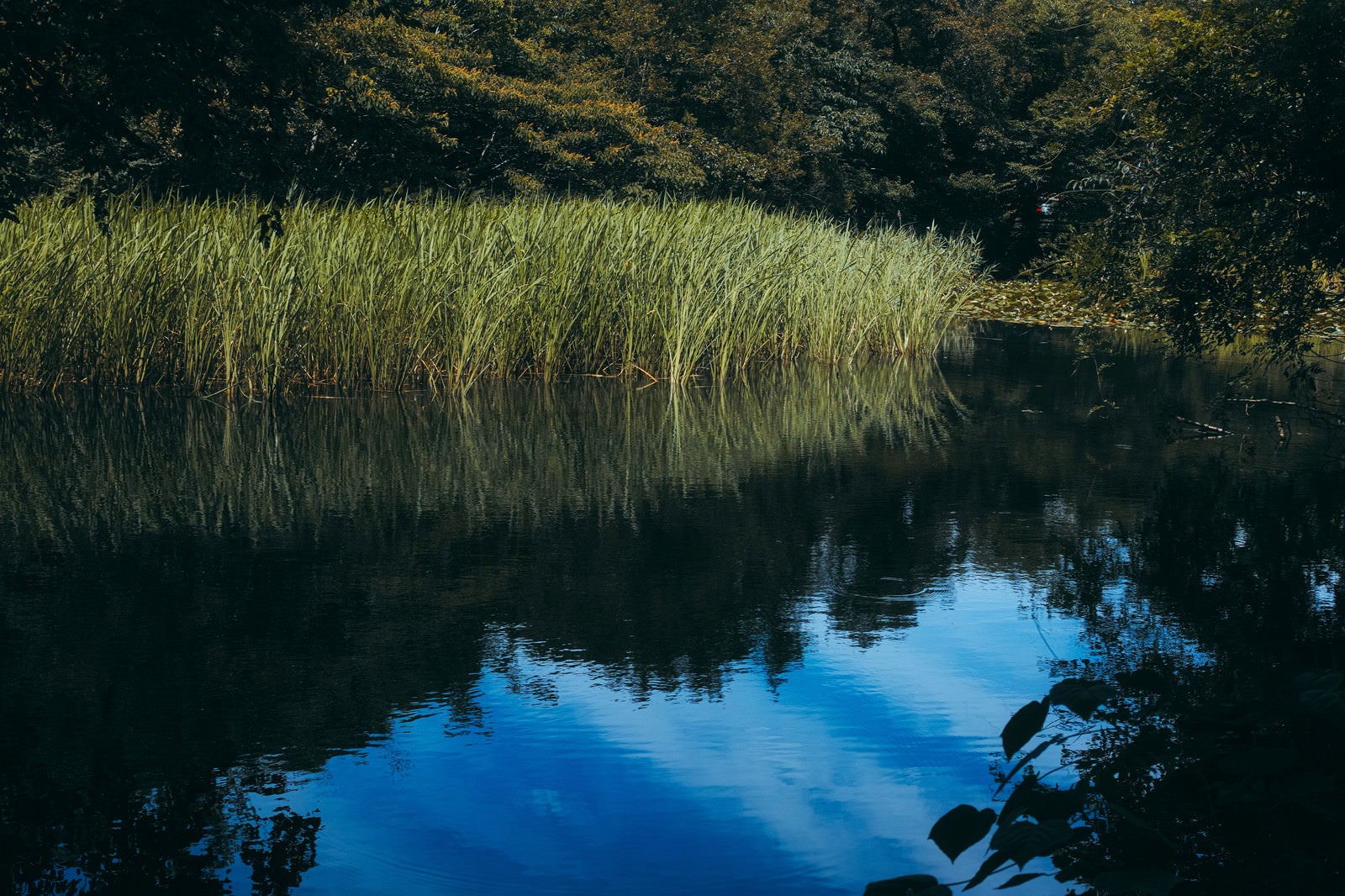 「石神井公園の池」の写真