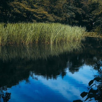 石神井公園の池の写真
