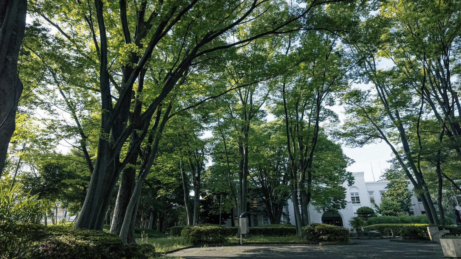 「北区中央公園の木々と文化センター」の写真