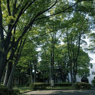 北区中央公園の木々と文化センターの写真