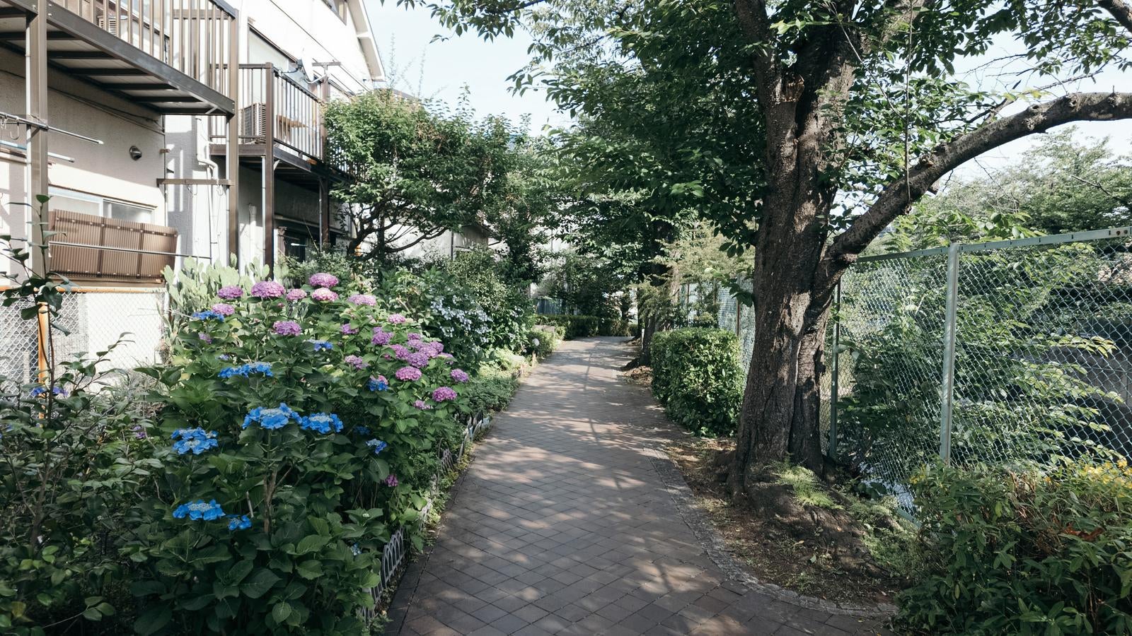 「石神井川沿いの緑道と横目に見える紫陽花」の写真