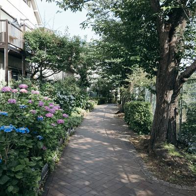 石神井川沿いの緑道と横目に見える紫陽花の写真