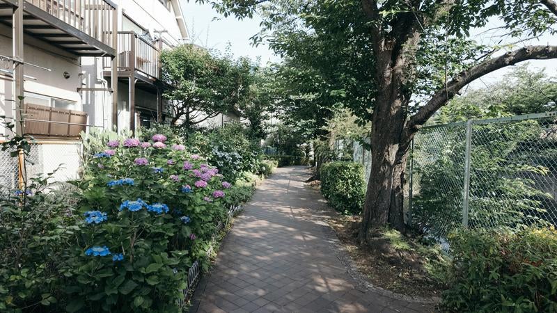 石神井川沿いの緑道と横目に見える紫陽花の写真