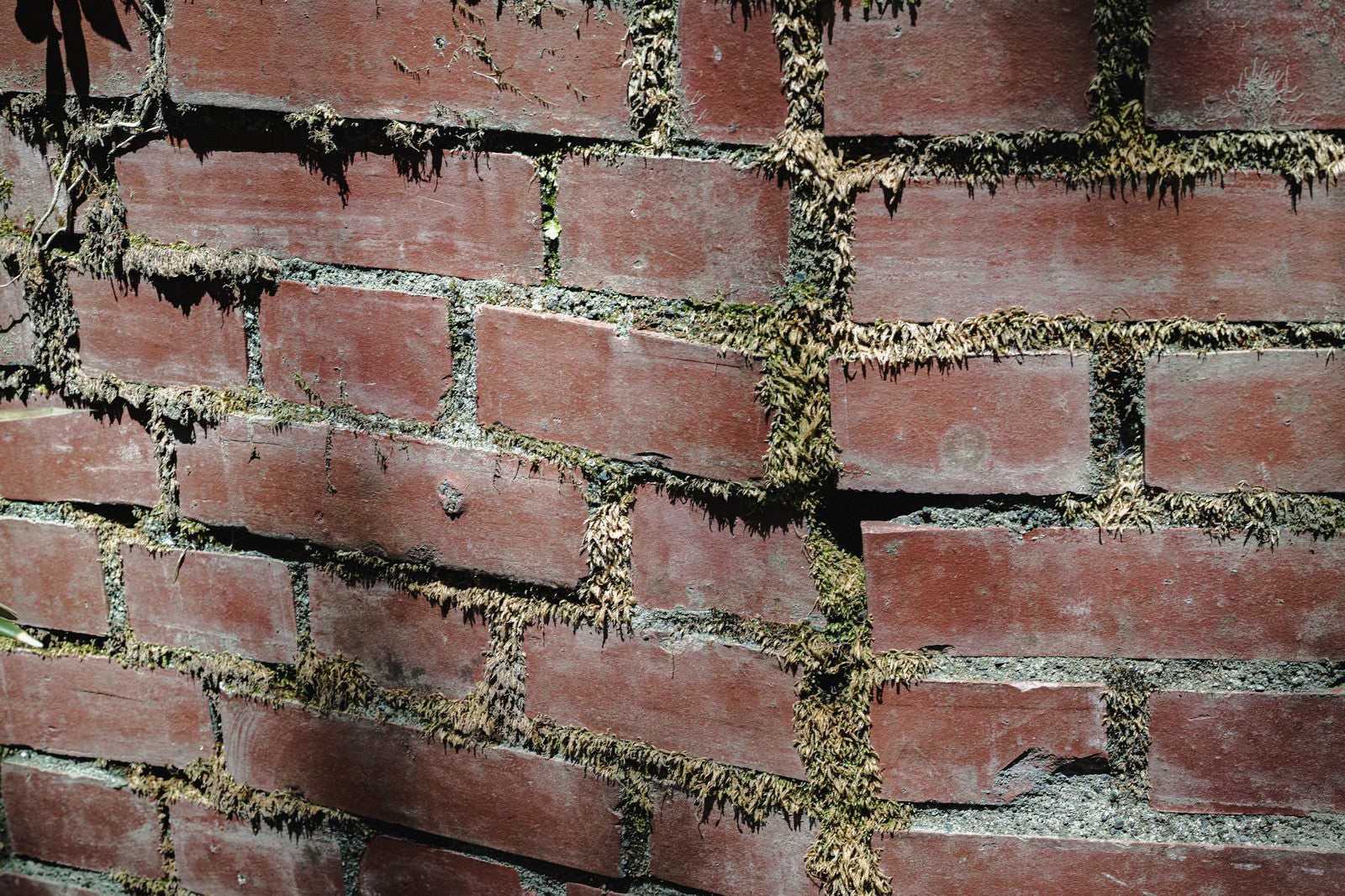 「目地から植物の生えたレンガ壁」の写真