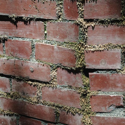 目地から植物の生えたレンガ壁の写真