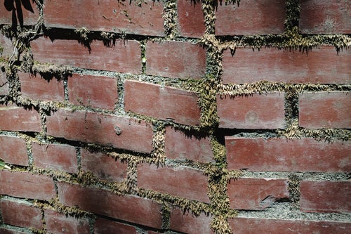 目地から植物の生えたレンガ壁の写真