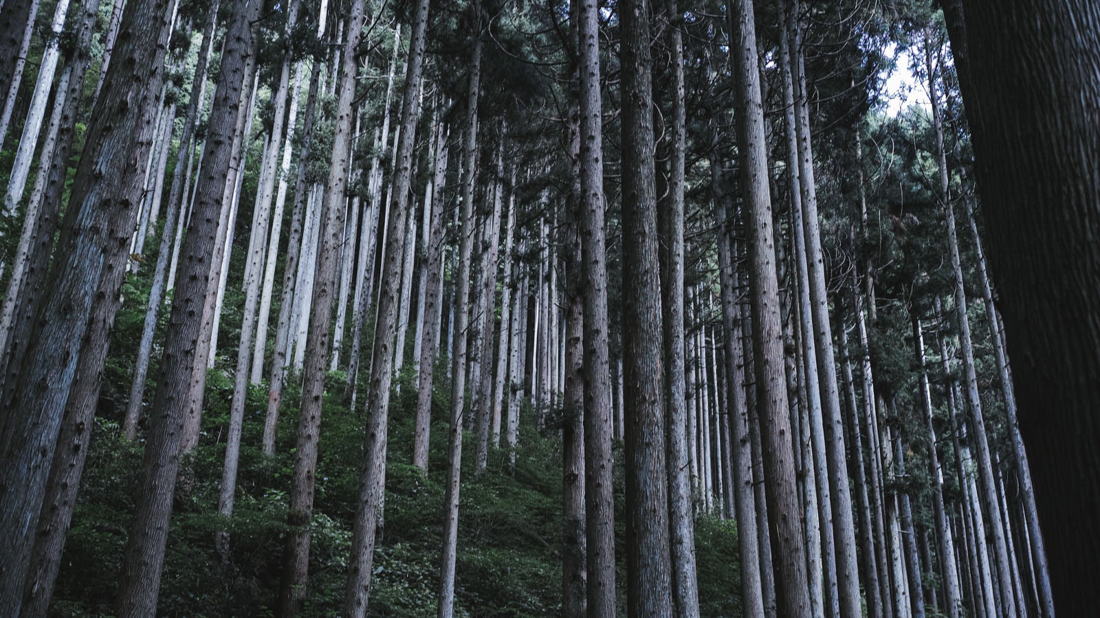 「枝打ちされた杉の森」の写真