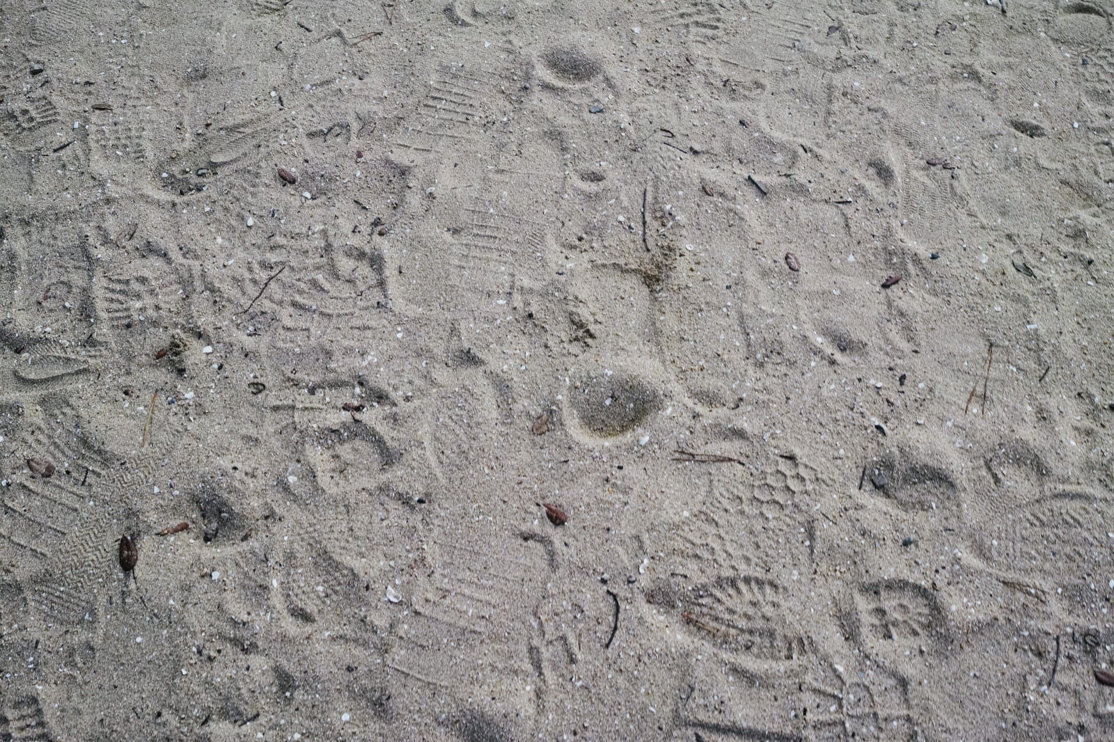 「砂地に残る無数の足跡」の写真