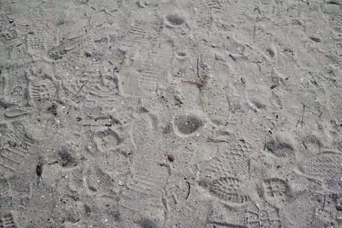 砂地に残る無数の足跡の写真