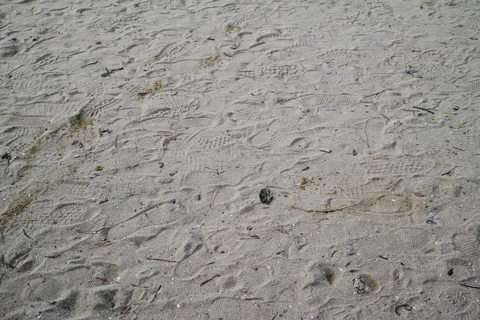 「砂に残る無数の足跡」の写真