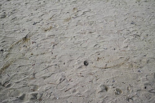 砂に残る無数の足跡の写真