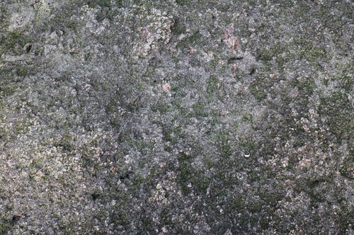 苔生す岩の表面の写真
