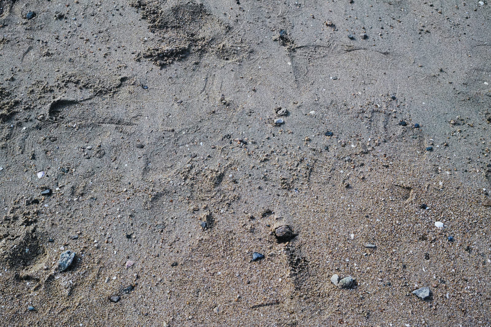 「濡れた地面に残る足跡のテクスチャー」の写真