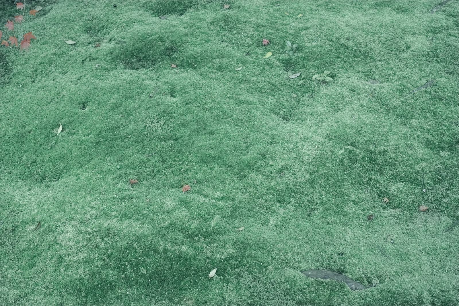 「青々とした芝生（テクスチャー）」の写真