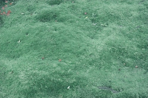 青々とした芝生（テクスチャー）の写真