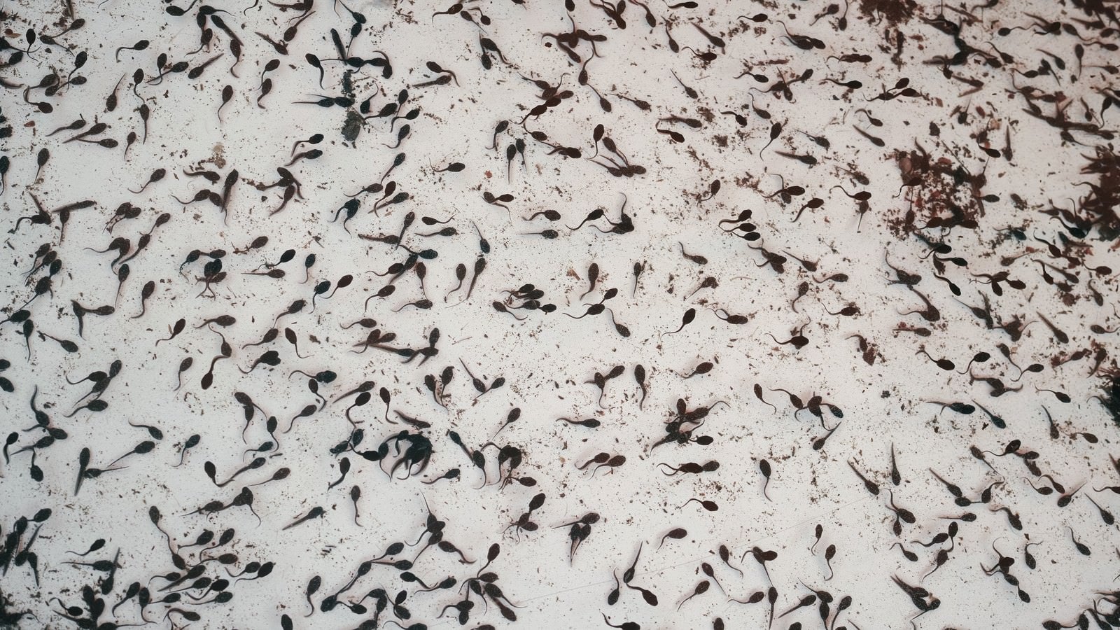 「水槽に入ったオタマジャクシの群れ」の写真