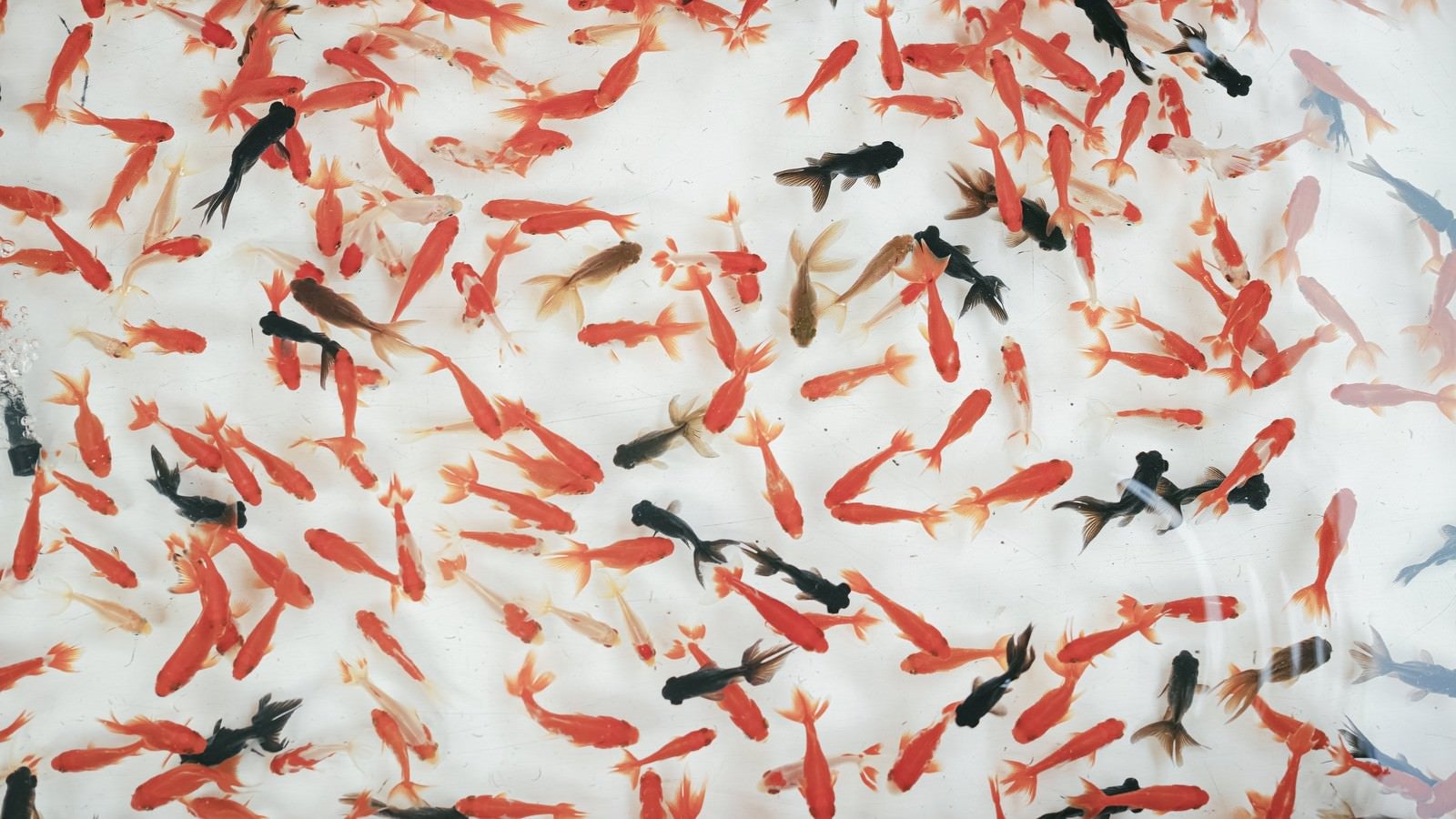 「大量の赤と黒の金魚」の写真