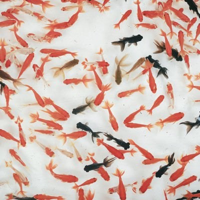 大量の赤と黒の金魚の写真