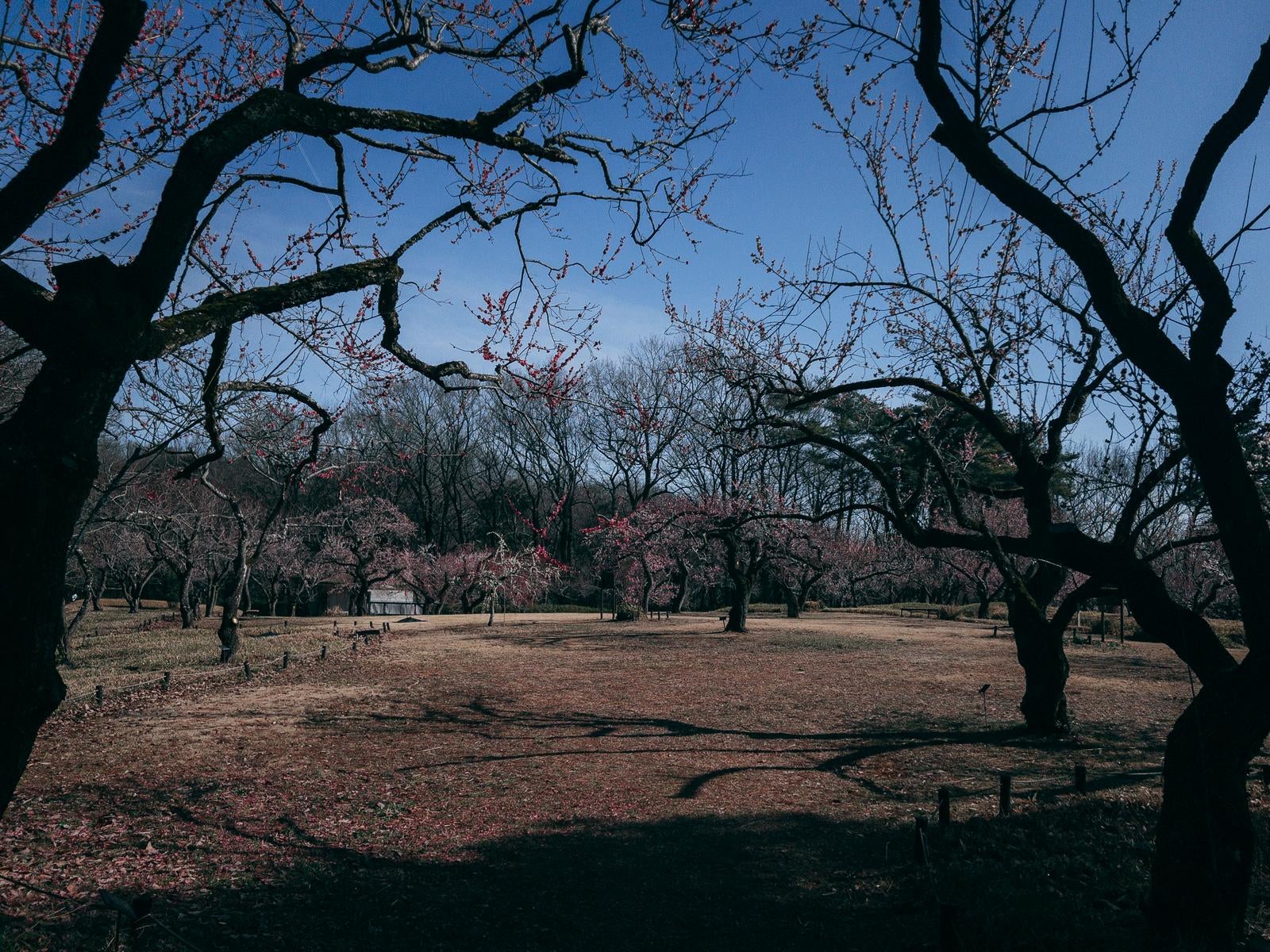 「国営武蔵丘陵森林公園の山崎城跡に広がる梅林」の写真